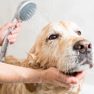Bathing-A-Dog-Golden-Retriever-77762183.jpg