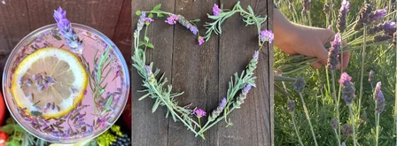 Untitled design-64.png